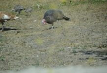 Toprak âlimlerin tenini çürütmez