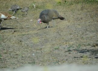 Toprak âlimlerin tenini çürütmez